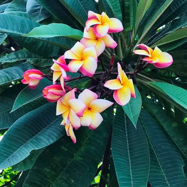 Plumeria_Rainbow_Delight_Organic_Plant
