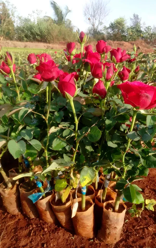 Ornamental_Douch_Rose_Organic_Plant
