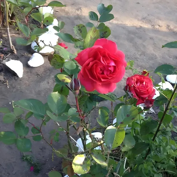 Ornamental_Douch_Rose_Organic_Plant