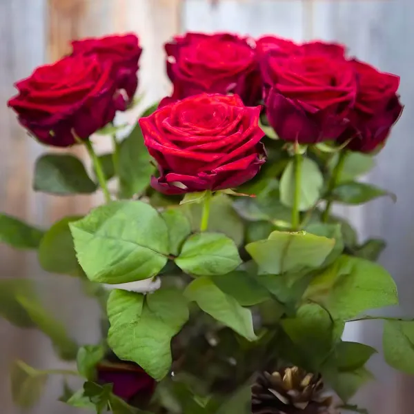 Ornamental_Douch_Rose_Organic_Plant