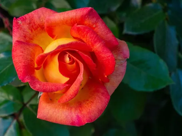 Colour_Changing_Rose_Organic_Plant