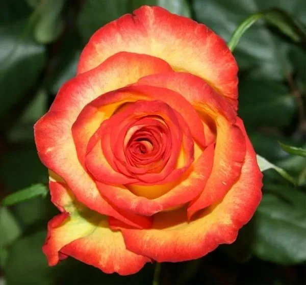 Colour_Changing_Rose_Organic_Plant