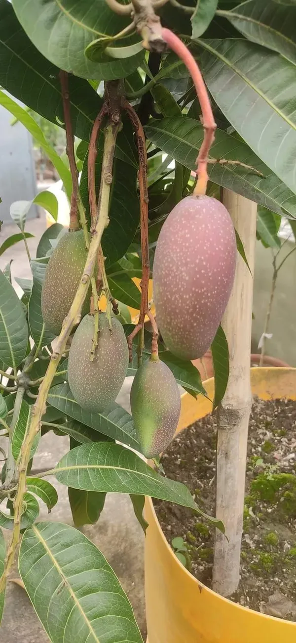 Badami_Mango___Organic_Plant_For_Home