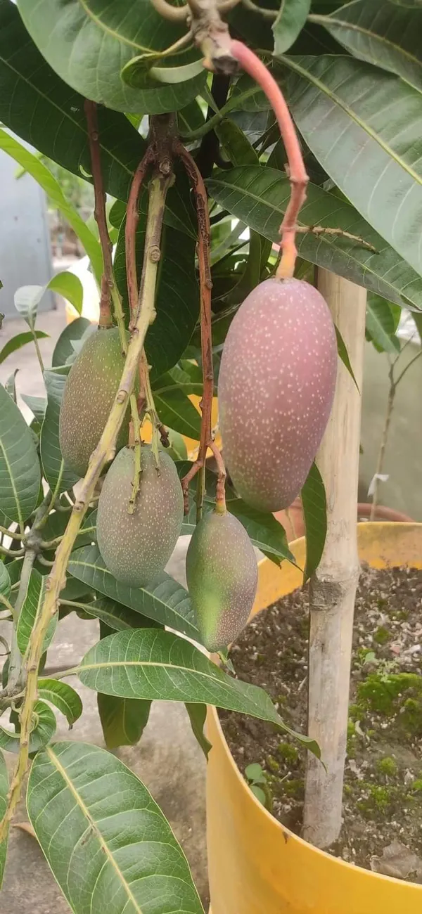 Badami_Mango___Organic_Plant_For_Home
