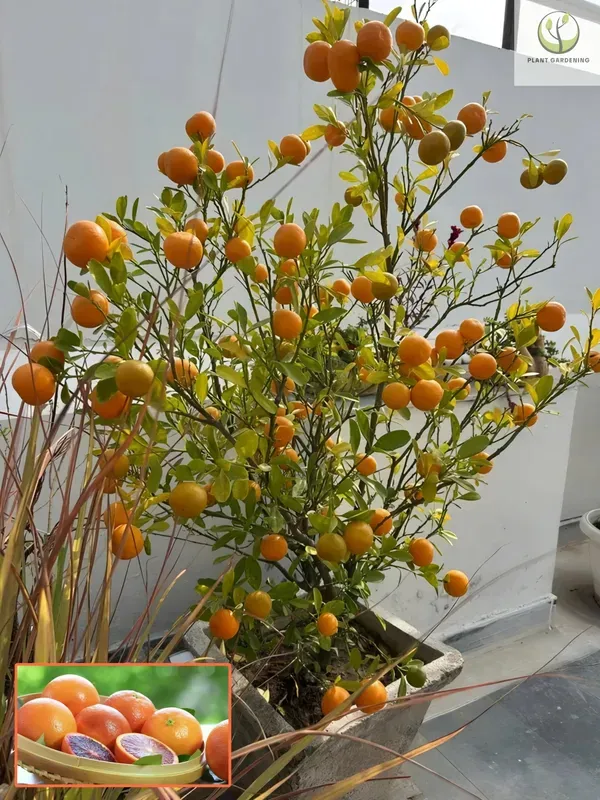Kamquat_Orange_Plant_Organic_Kumquat