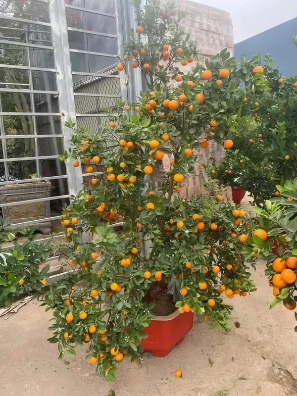 Kamquat_Orange_Plant_Organic_Kumquat
