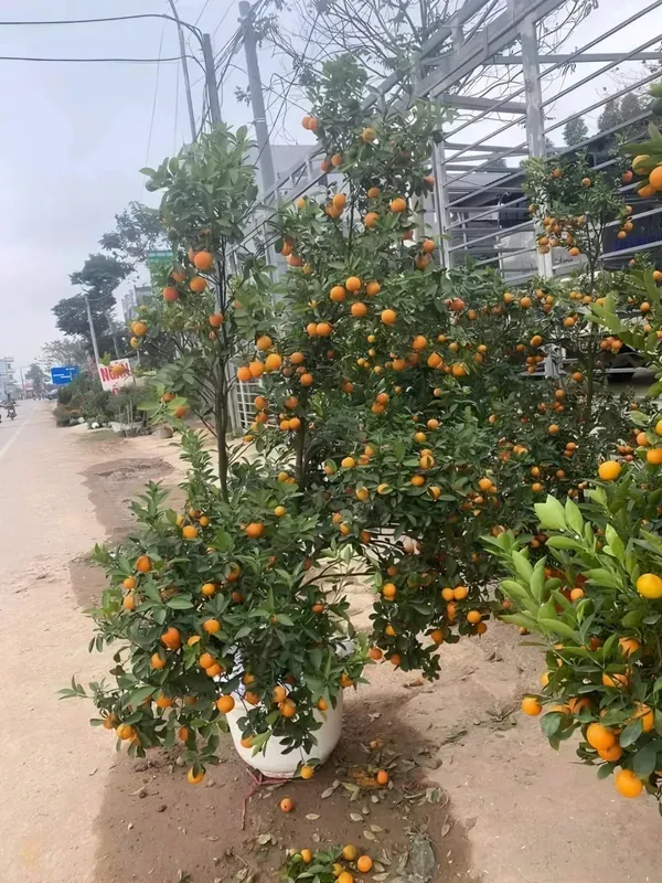 Kamquat_Orange_Plant_Organic_Kumquat