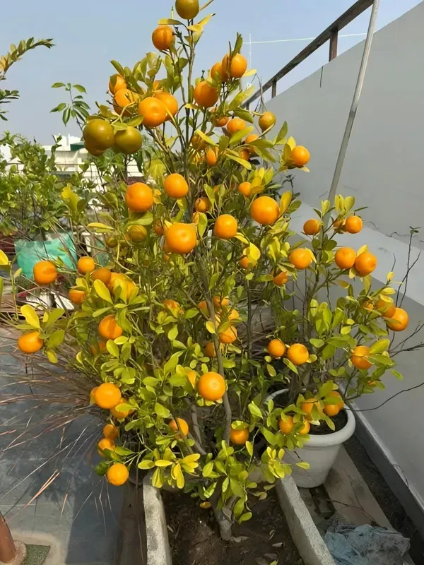 Kamquat_Orange_Plant_Organic_Kumquat