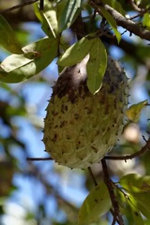 Corossol_Cancer_Fruit_Plant_Organic