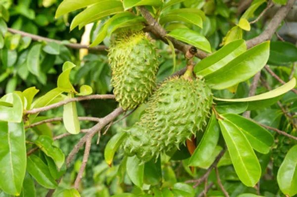 Corossol_Cancer_Fruit_Plant_Organic