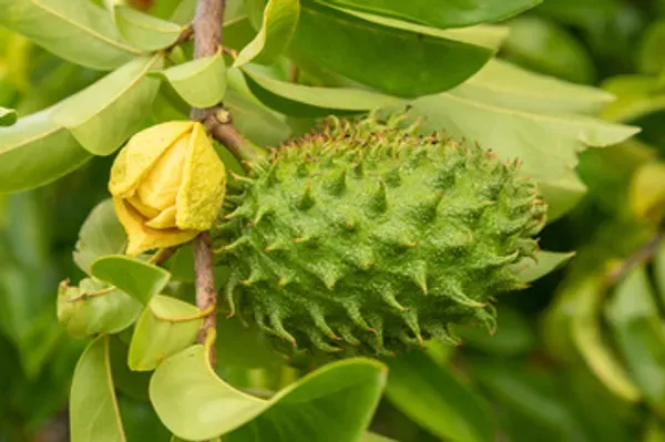Corossol_Cancer_Fruit_Plant_Organic
