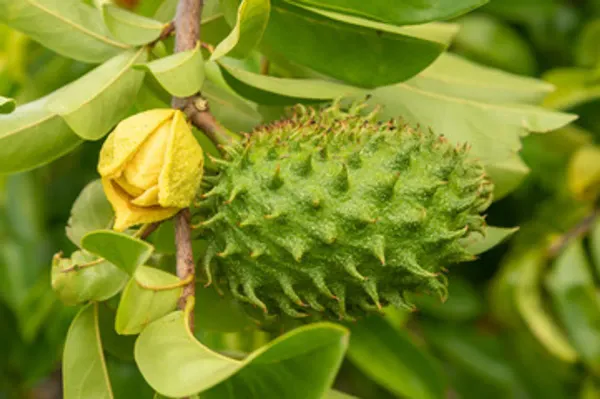 Corossol_Cancer_Fruit_Plant_Organic