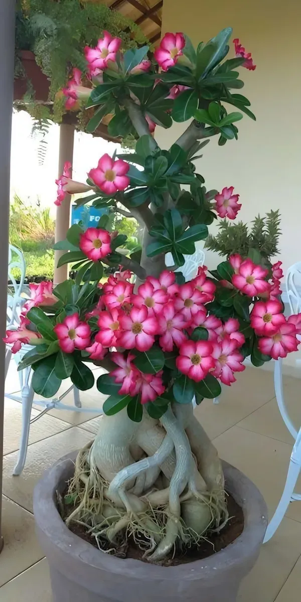 Adenium_Organic_Plant_For_Home_Gardening