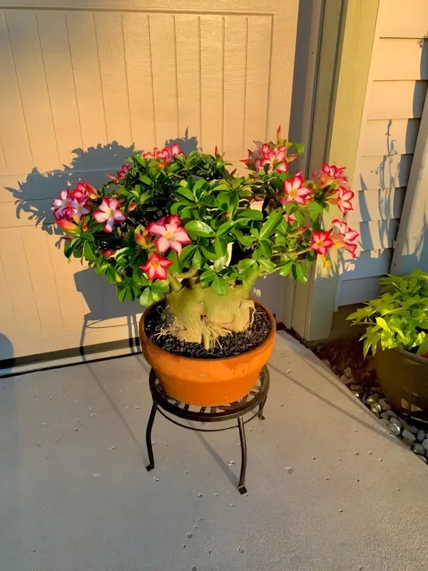 Adenium_Organic_Plant_For_Home_Gardening