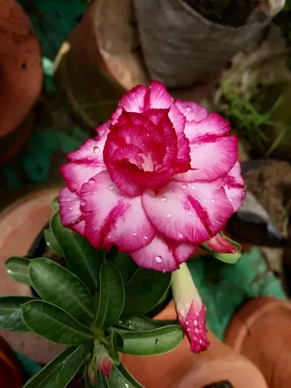 Adenium_Organic_Plant_For_Home_Gardening