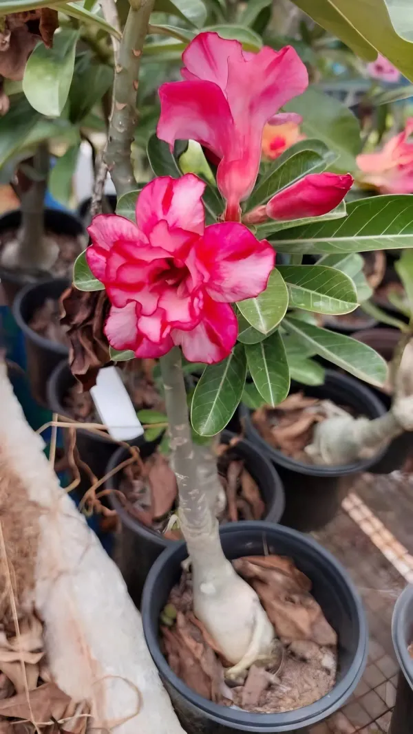 Adenium_Organic_Plant_For_Home_Gardening