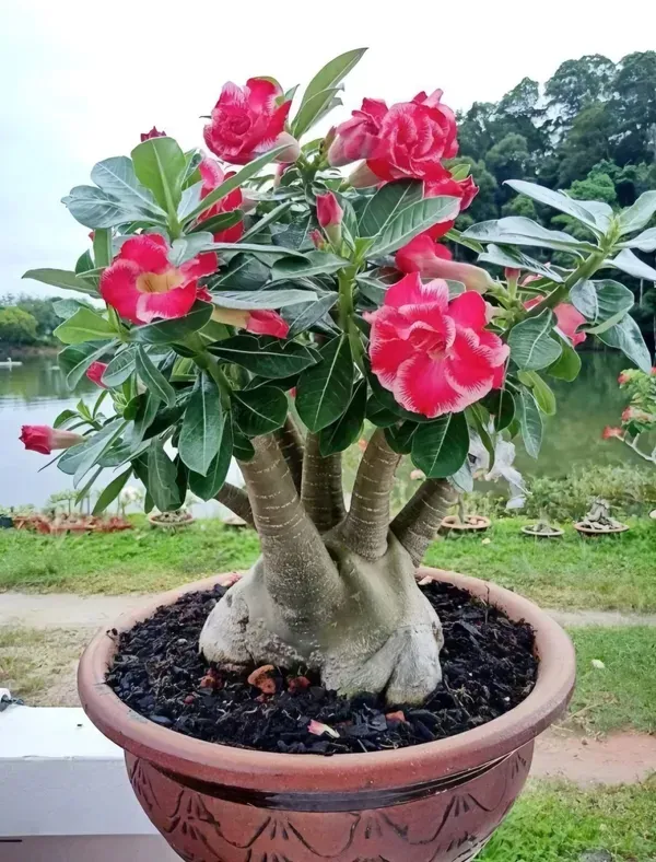 Adenium_Organic_Plant_For_Home_Gardening