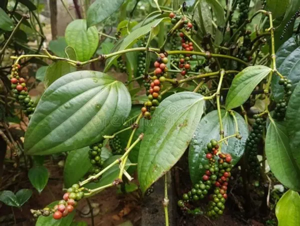 Ornamental_Pepper___Organic_Plant_For_Home