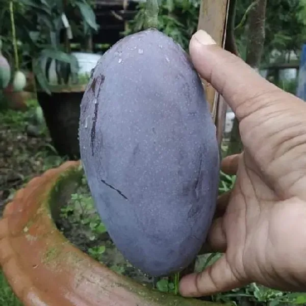 Ornamental_N_Mango_Organic_Plant