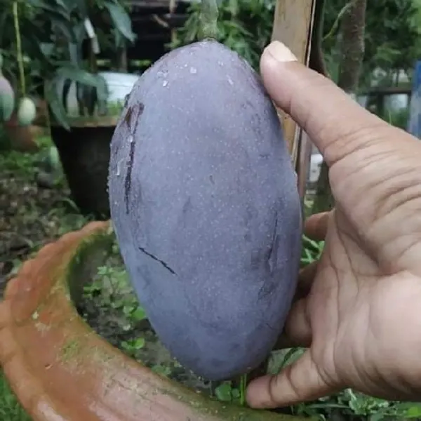 Ornamental_N_Mango_Organic_Plant