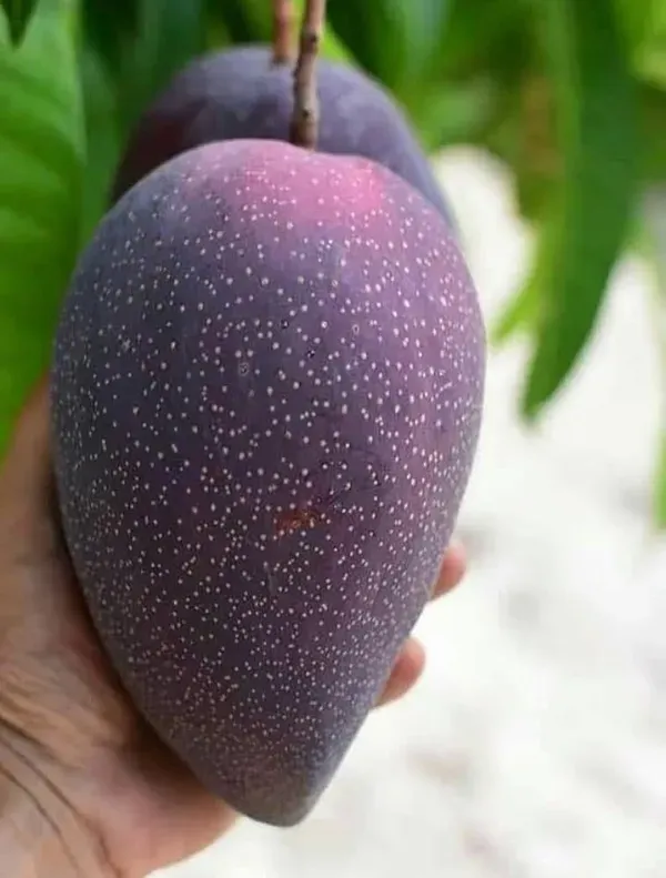 Ornamental_N_Mango_Organic_Plant