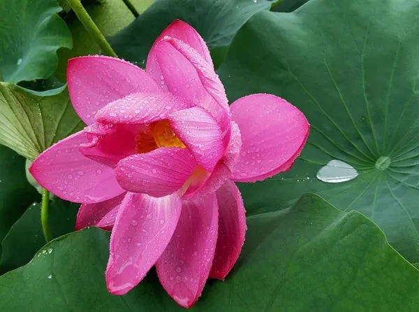 Asiatic_Lotus_Tuber_Organic_Home