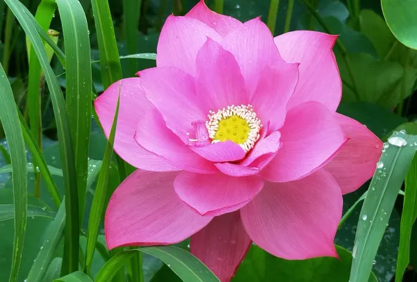 Asiatic_Lotus_Tuber_Organic_Home