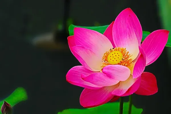 Asiatic_Lotus_Tuber_Organic_Home