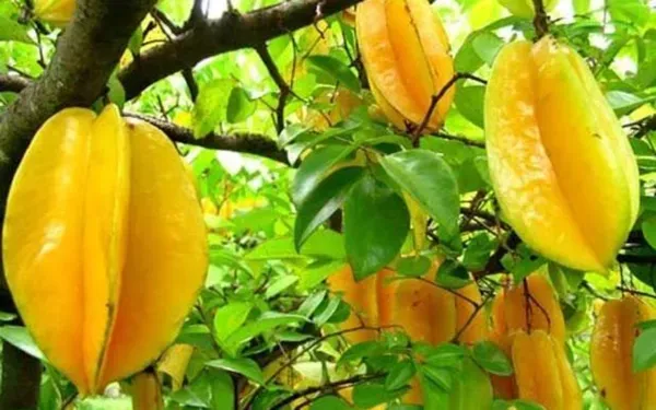 Ornamental_Star_Fruit_Plant_Organic