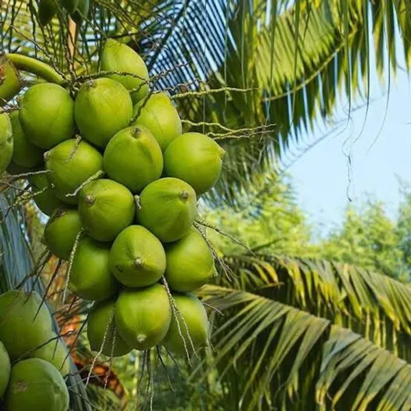 Tissue_Culture_Coconut_Organic_Plant