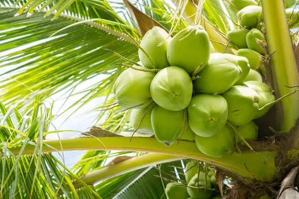 Tissue_Culture_Coconut_Organic_Plant