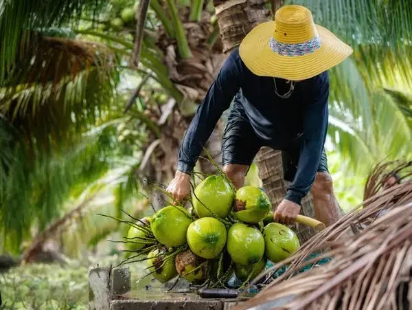 Tissue_Culture_Coconut_Organic_Plant