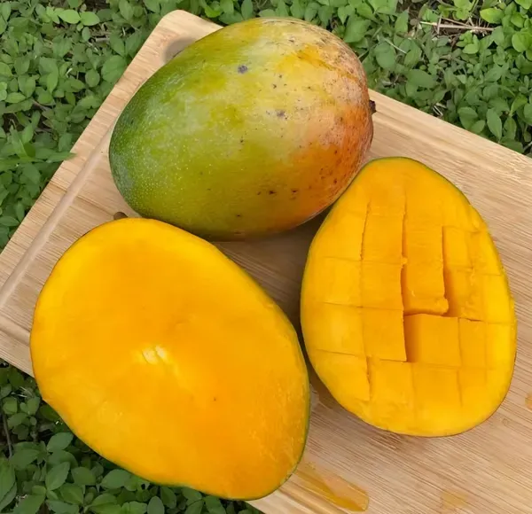 Mango___Organic_Plant_For_Home_Gardening