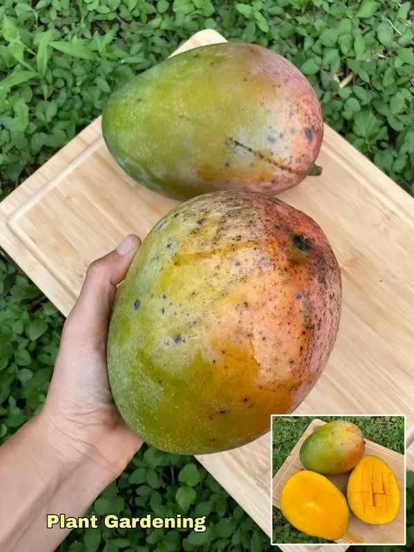 Mango___Organic_Plant_For_Home_Gardening
