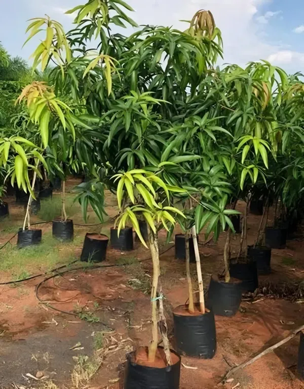 Mango___Organic_Plant_For_Home_Gardening