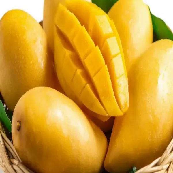 Alphonso_Mango___Organic_Plant_For_Home