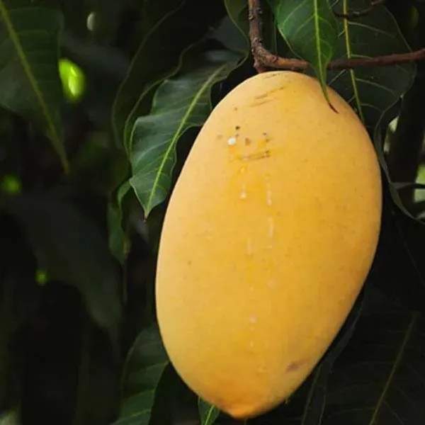Alphonso_Mango___Organic_Plant_For_Home