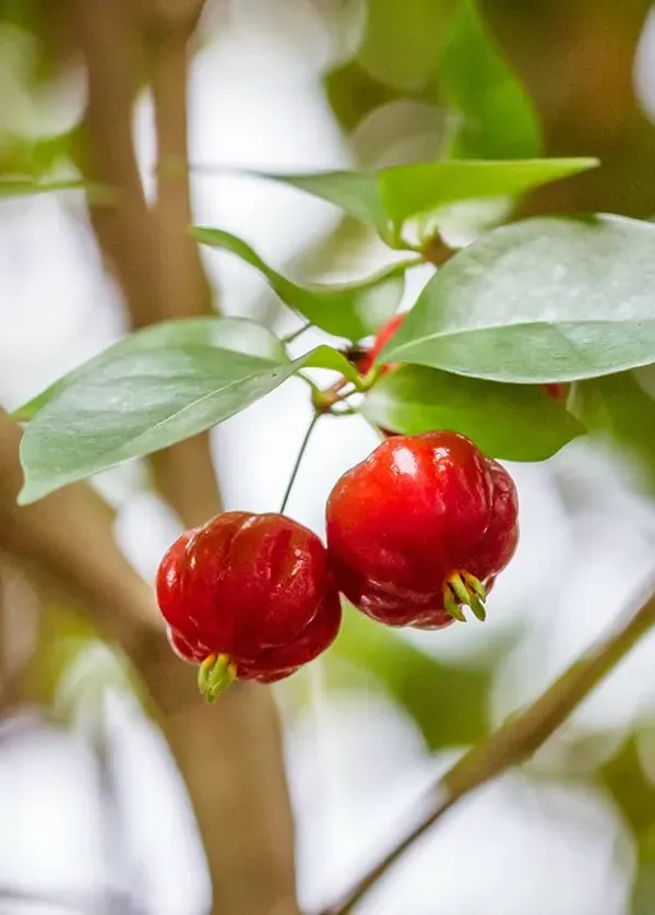 Red_Surinam_Cherry_Organic_Plant