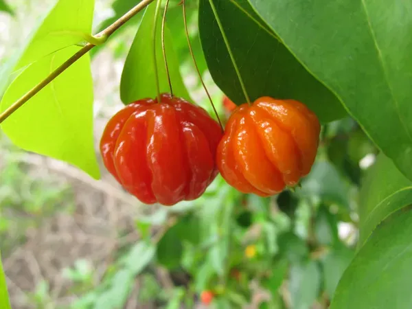 Red_Surinam_Cherry_Organic_Plant
