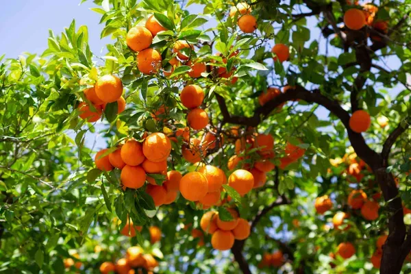 Satsuma_Orange___Organic_Plant_For_Home