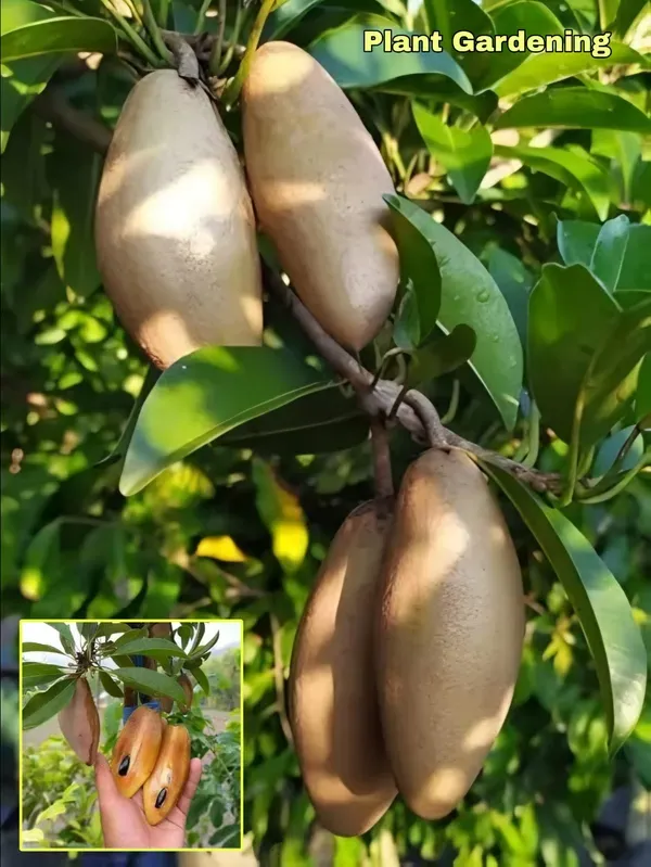 Lancha_Chiku___Organic_Plant_For_Home