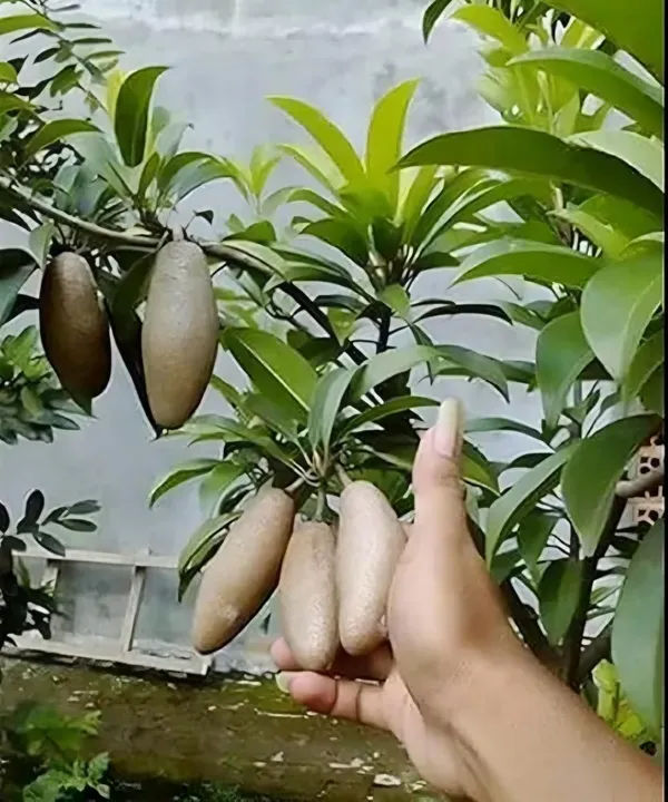 Lancha_Chiku___Organic_Plant_For_Home