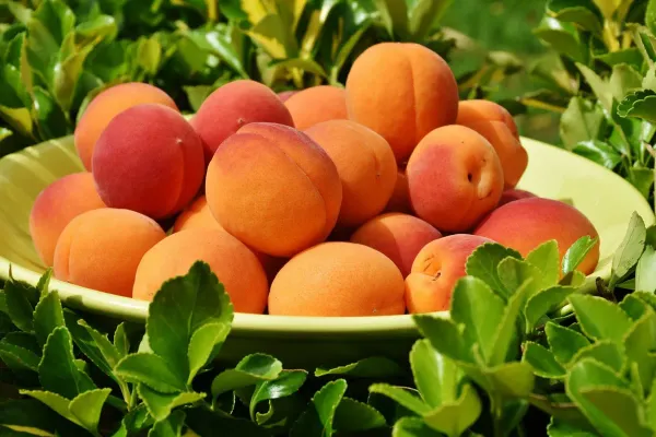 Golden_Apricot___Organic_Plant_For_Home