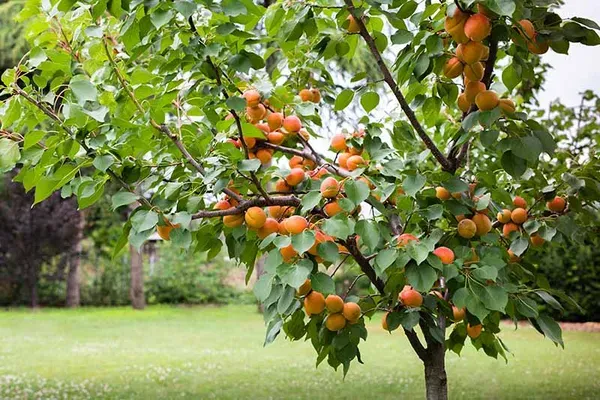 Golden_Apricot___Organic_Plant_For_Home