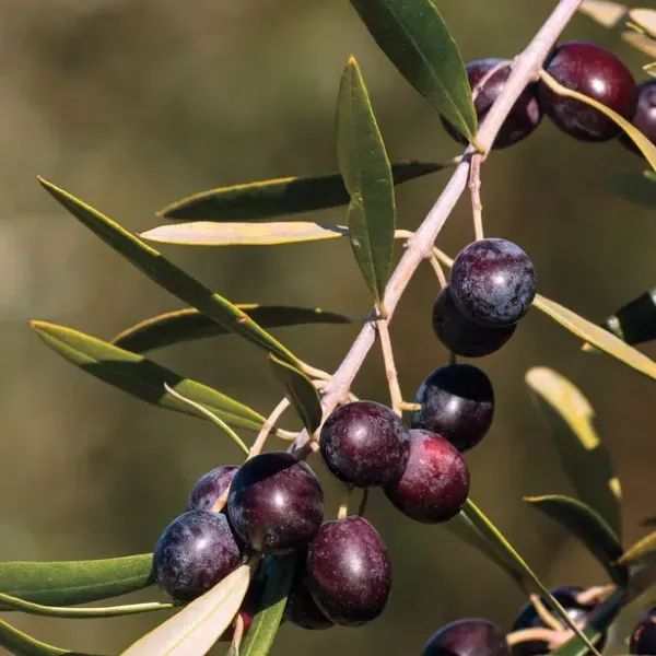 Pizza_Olive__Organic_Ornamental_Plant_For_Home