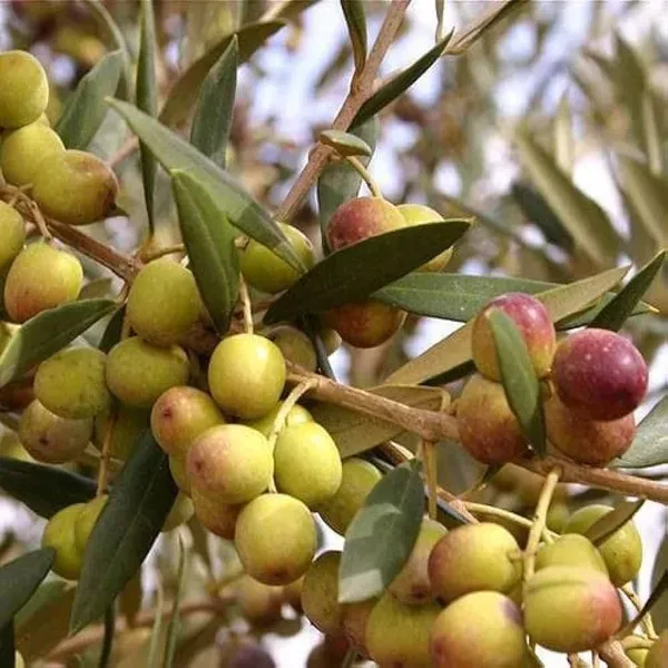 Pizza_Olive__Organic_Ornamental_Plant_For_Home