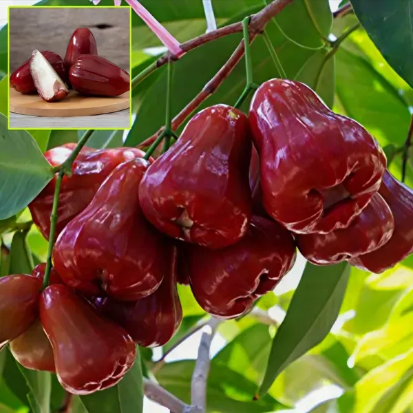 Jamaican_Water_Apple_Organic_Plant
