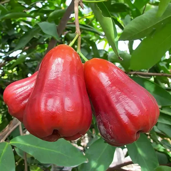 Jamaican_Water_Apple_Organic_Plant
