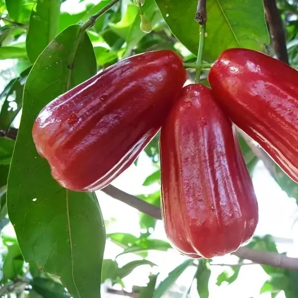 Jamaican_Water_Apple_Organic_Plant