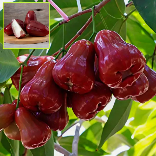 Jamaican_Water_Apple_Organic_Plant